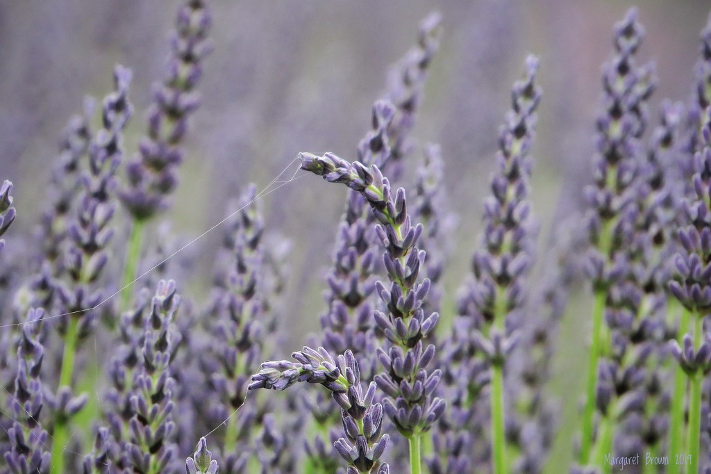 Just lavender  by craftymeg