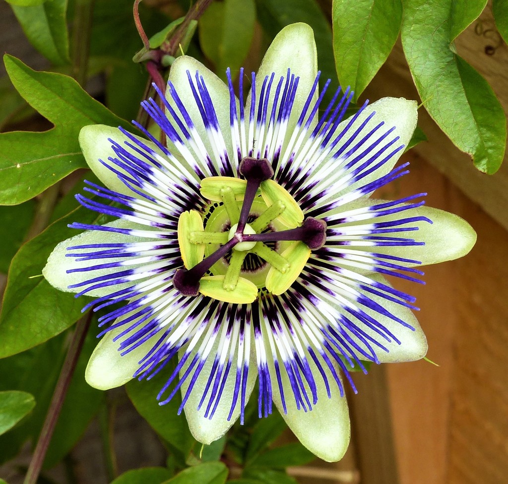  Passion Flower by susiemc