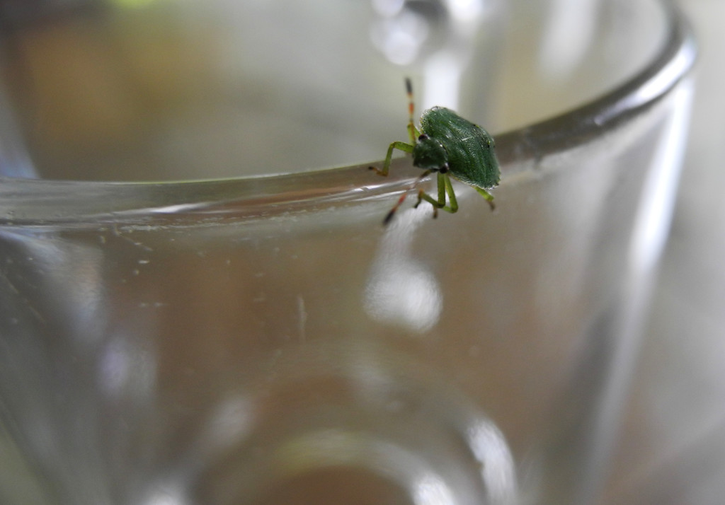 micro insect on a glass by marijbar