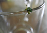 14th Jul 2019 - micro insect on a glass