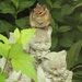 Chippy on the statue  by radiogirl