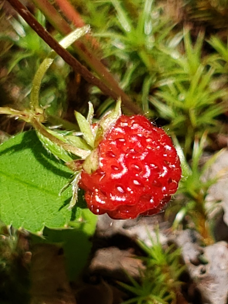 Summer Wildberry  by waltzingmarie