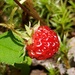 Summer Wildberry  by waltzingmarie