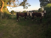 14th Jul 2019 - Hereford cattle 