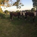 Hereford cattle  by snowy