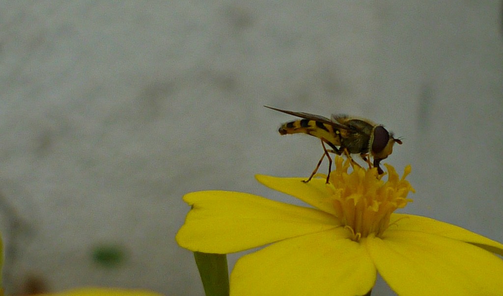 Hoverfly  by countrylassie