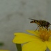 Hoverfly  by countrylassie