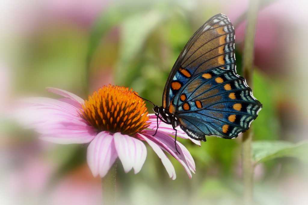 Birthday Butterfly by genealogygenie