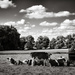 Cows, clouds and trees... by vignouse