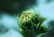 10th Jul 2019 - Young Sunflower