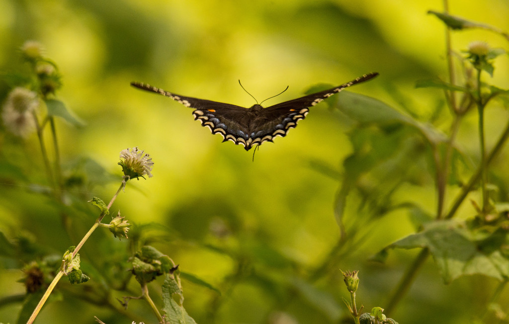 Butterfly Floating Away! by rickster549