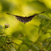 Butterfly Floating Away! by rickster549