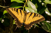 14th Jul 2019 - Eastern Tiger Swallowtail Butterfly!
