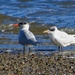 Two Terns by kiwinanna
