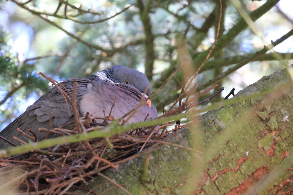 Pigeon's Nest by jamibann