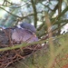 Pigeon's Nest by jamibann