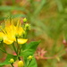 Yellow flower ......(filler) by ziggy77