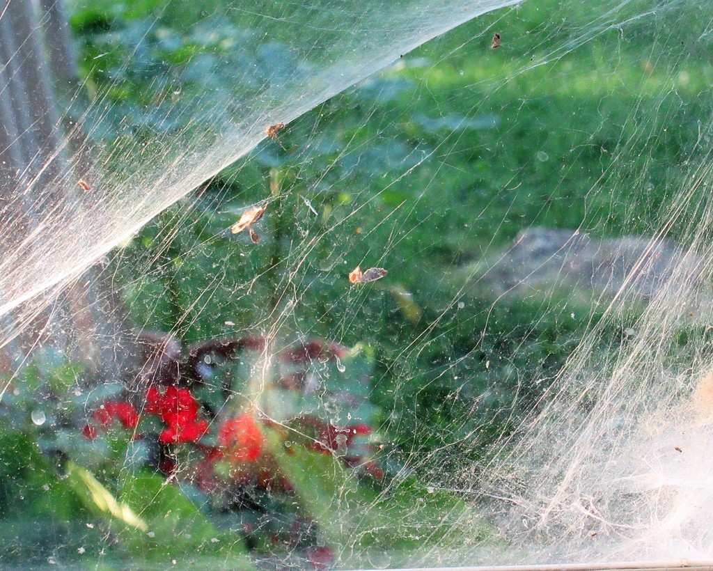 July 15: Spider Web View by daisymiller