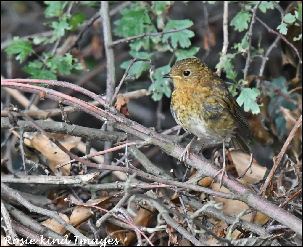 Isn't he a lovely young robin by rosiekind