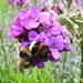 Bees In My Friend's Garden by oldjosh