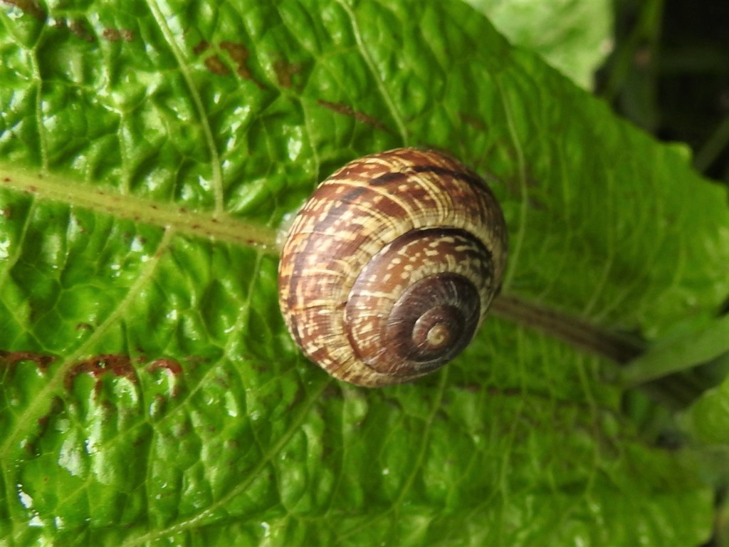 Snail by oldjosh