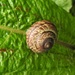 Snail by oldjosh