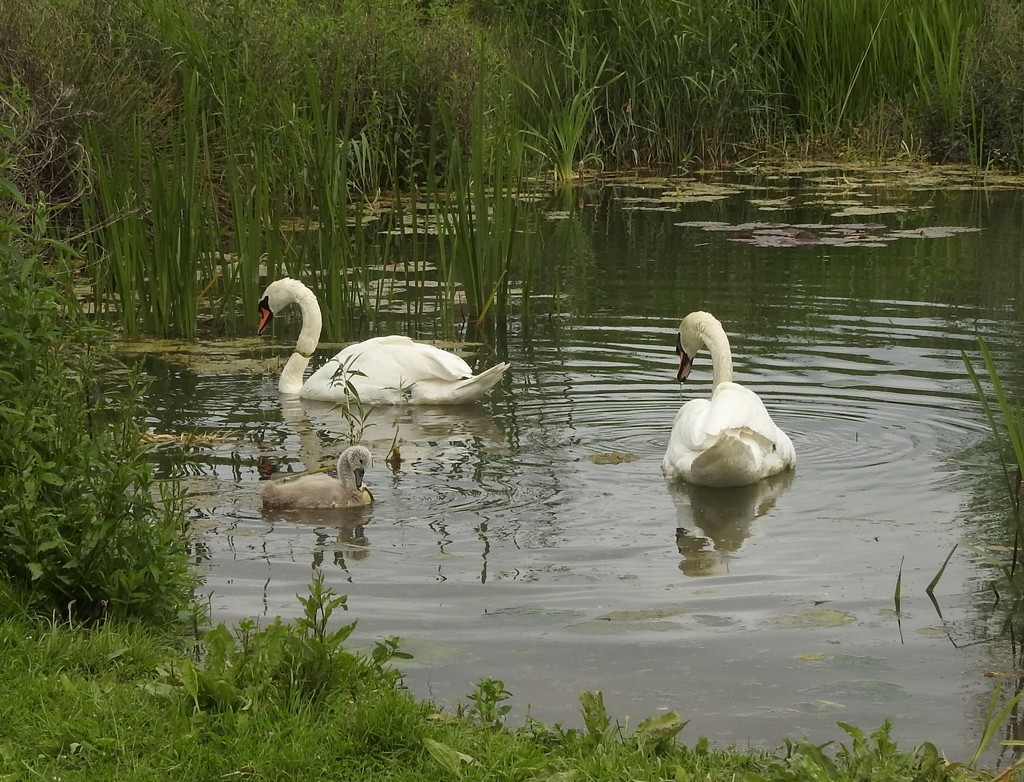 Swans with One Cygnet by oldjosh