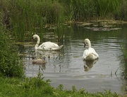 18th Jun 2019 - Swans with One Cygnet