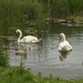 Swans with One Cygnet by oldjosh