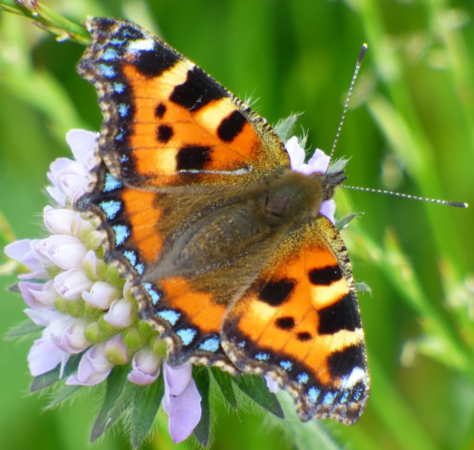 Small Tortoiseshell Butterfly by fishers