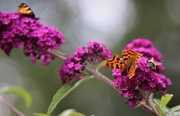 15th Jul 2019 - Butterfly (& Bee) Plant