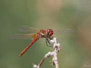 15th Jul 2019 - Red dragonfly