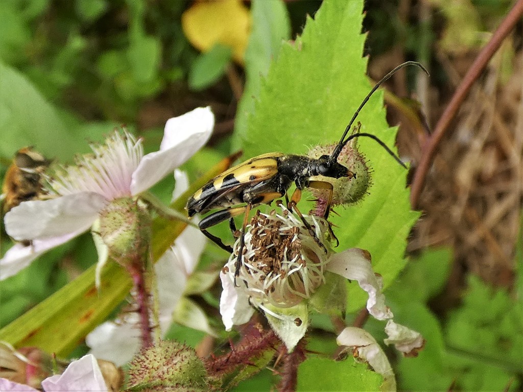 Black and Yellow Longhorn by julienne1