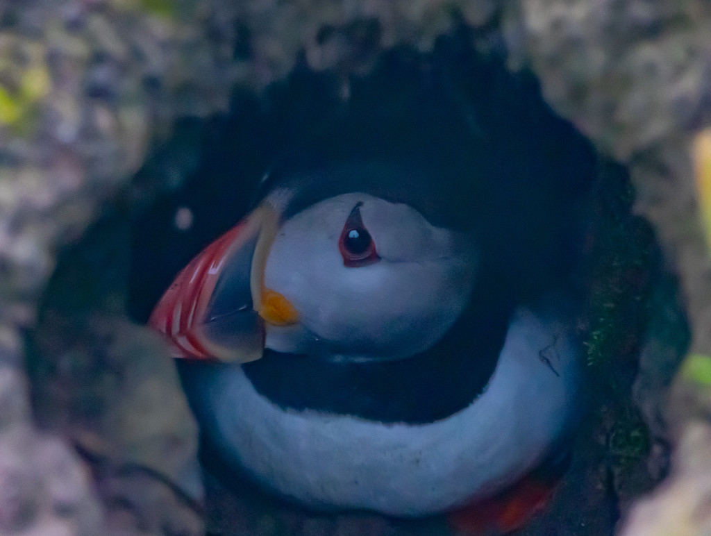 Puffin Burrow by lifeat60degrees