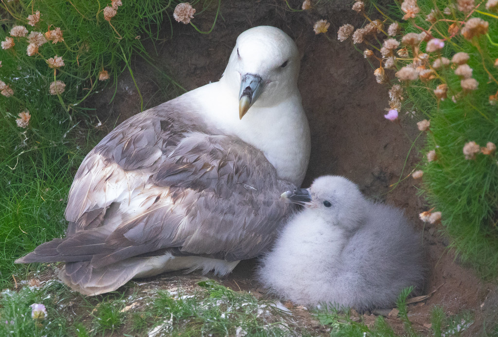Fulmar & Chick by lifeat60degrees