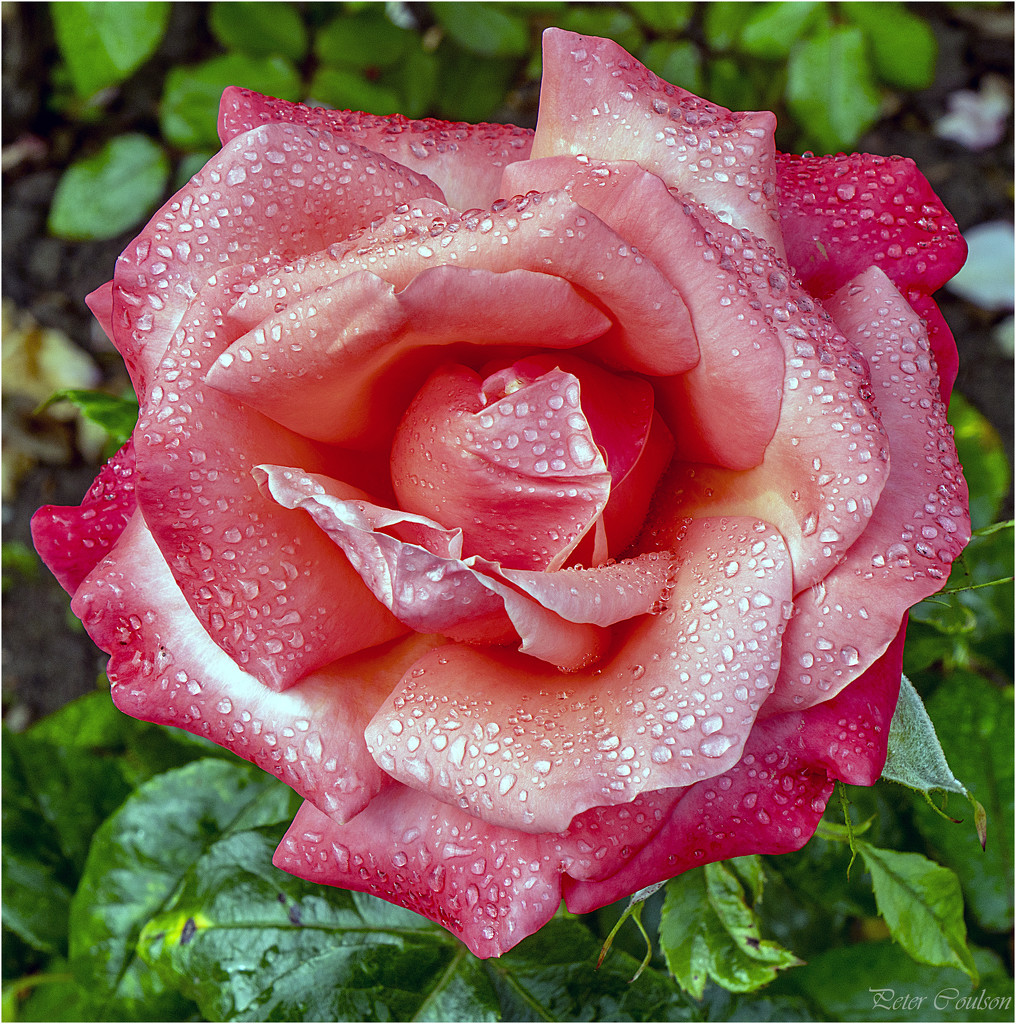 Wet Rose by pcoulson