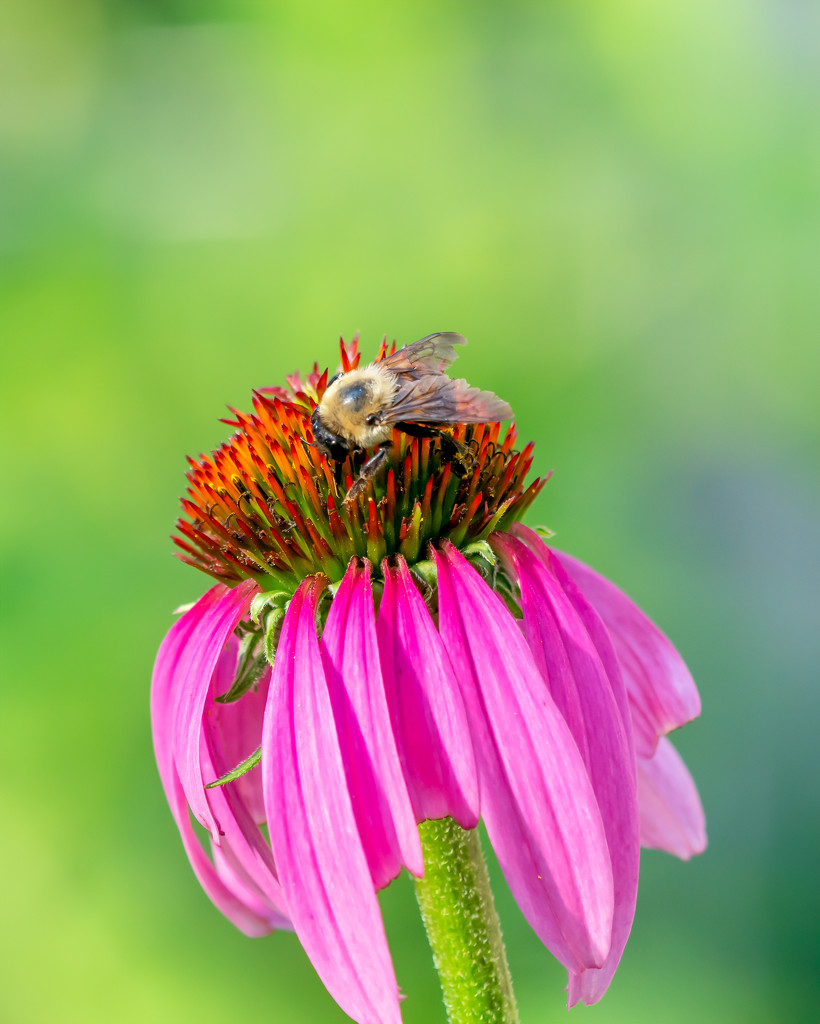bee enjoying a cone flower by jernst1779
