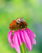 15th Jul 2019 - bee enjoying a cone flower