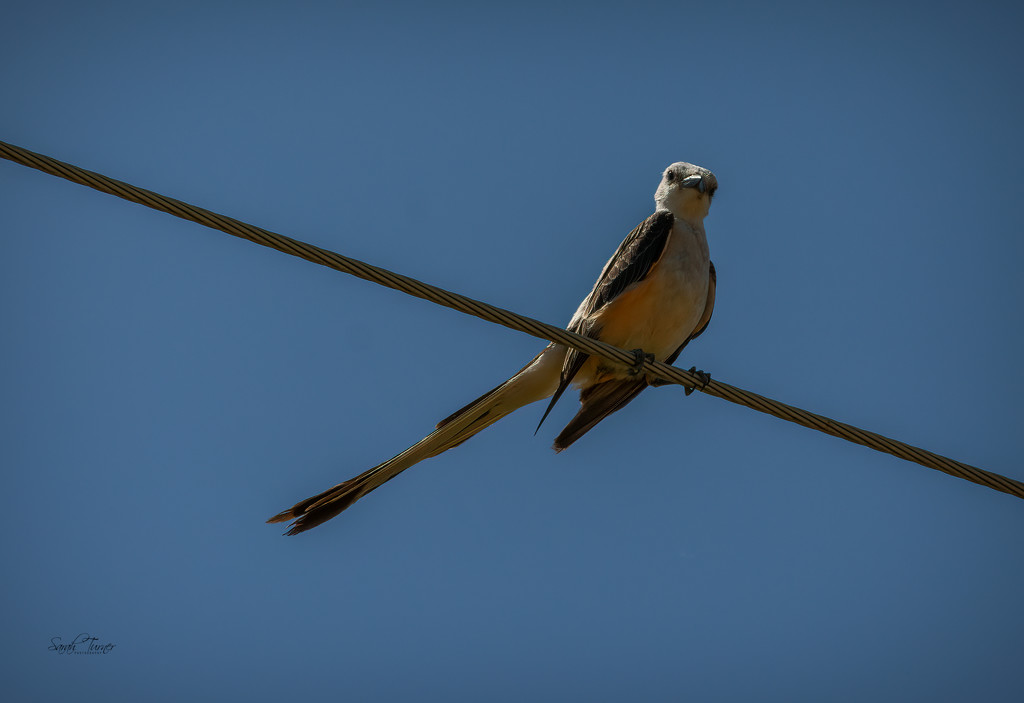 Scissor-tailed Flycatcher by samae