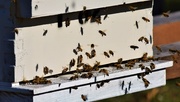 16th Jul 2019 - Community Gardens Bee Hives ~      