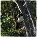 A Cross Willie Wagtail In A Tree ~ by happysnaps