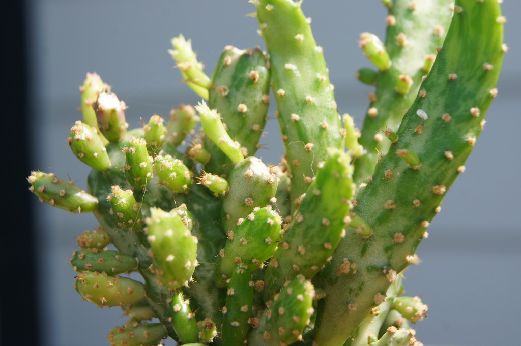 Cactus by larrysphotos