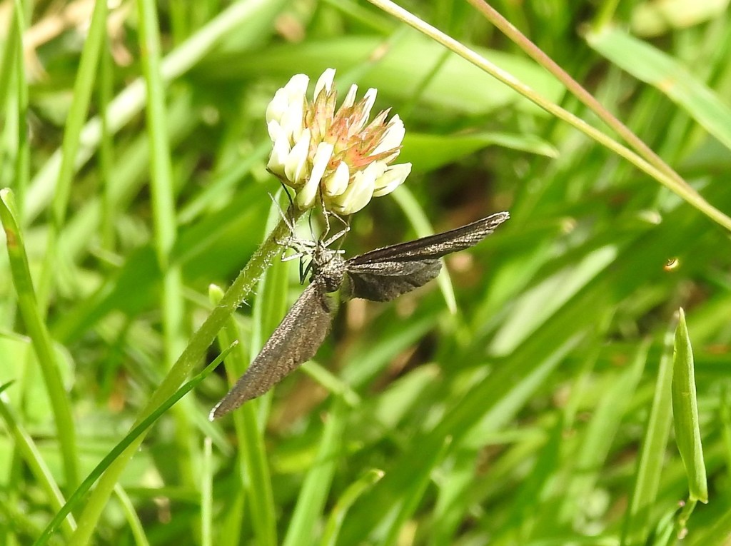 Feeding on Clover by oldjosh