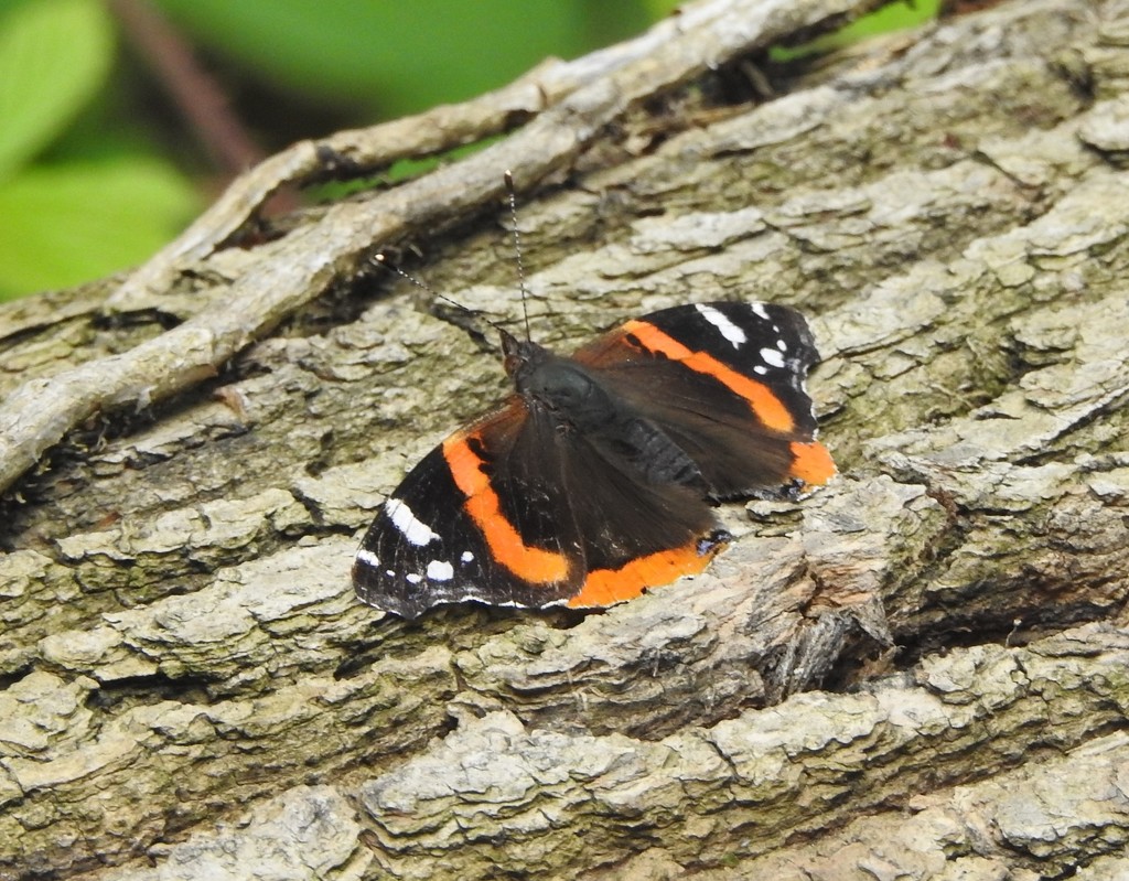 Red Admiral  by oldjosh