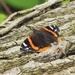 Red Admiral  by oldjosh