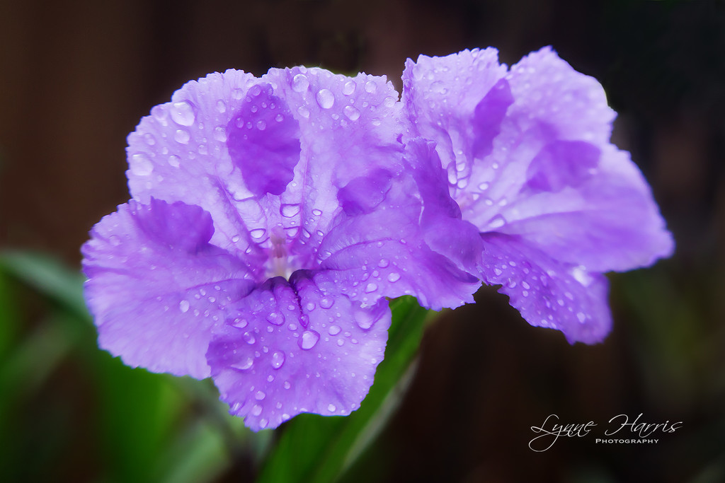 After the Rain by lynne5477