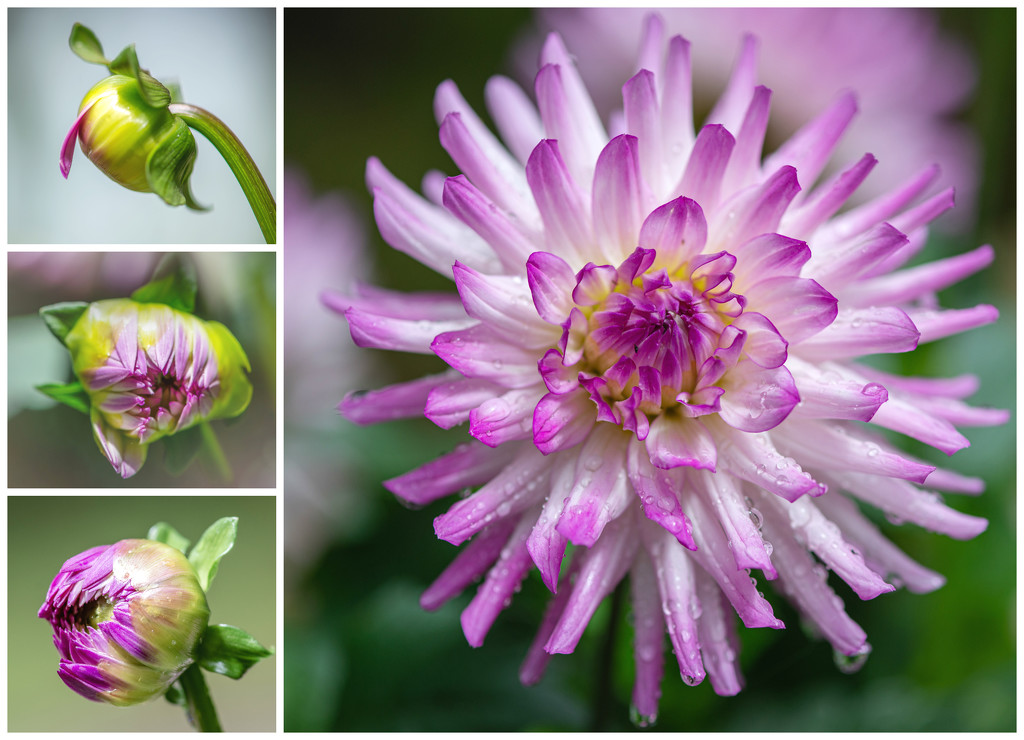 A Dahlia Buds and Blooms by taffy