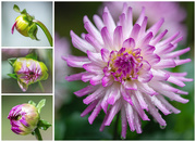 15th Jul 2019 - A Dahlia Buds and Blooms