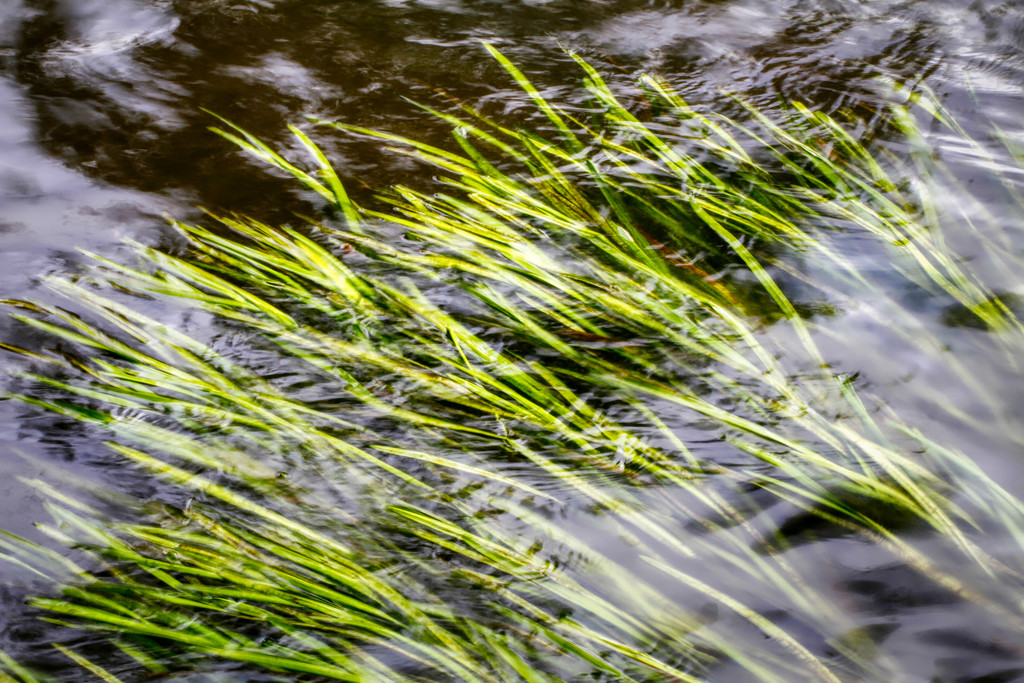 Moccasin Creek Water Grasses by kvphoto
