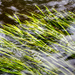 Moccasin Creek Water Grasses by kvphoto